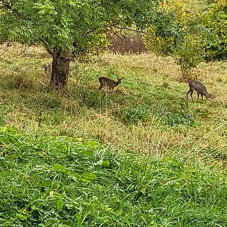 アパート Le Petit Sapin *
