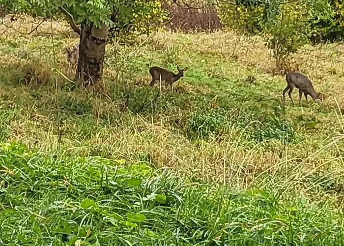 Apartmán Le Petit Sapin *